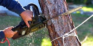 Best Tree Maintenance Programs  in Fox Point, WI