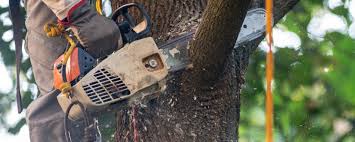 Best Palm Tree Trimming  in Fox Point, WI