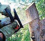 Best Emergency Tree Removal  in Fox Point, WI