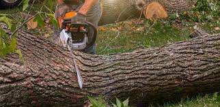 Fox Point, WI Tree Services Company