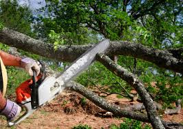 Best Commercial Tree Services  in Fox Point, WI