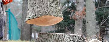 Best Tree Trimming and Pruning  in Fox Point, WI