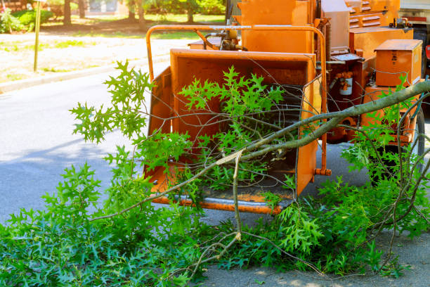 Best Tree Health Inspection  in Fox Point, WI