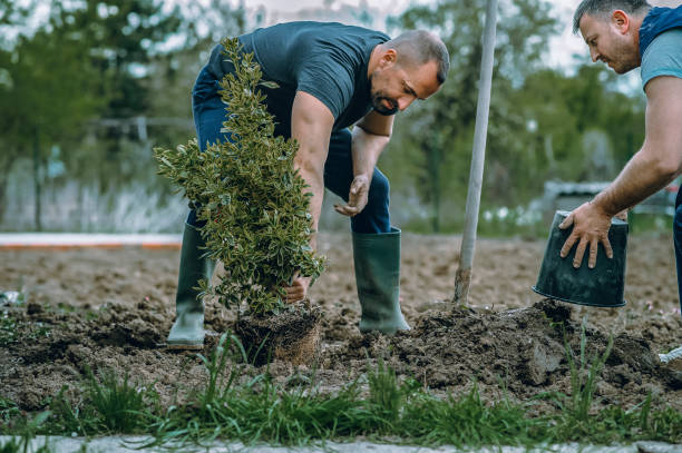 Lawn Renovation and Restoration in Fox Point, WI