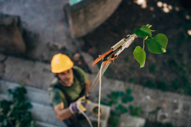 Best Utility Line Clearance  in Fox Point, WI