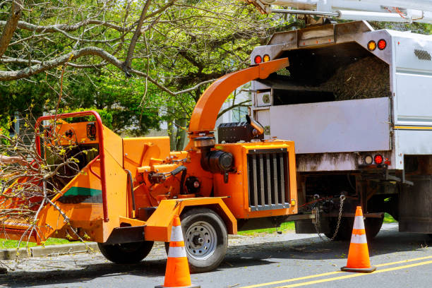How Our Tree Care Process Works  in  Fox Point, WI