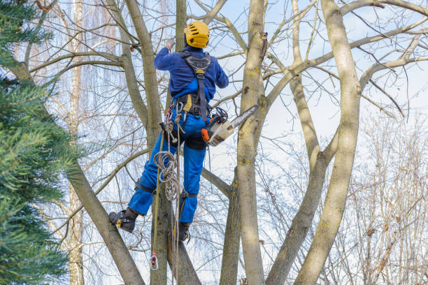 Best Organic Lawn Care Solutions  in Fox Point, WI