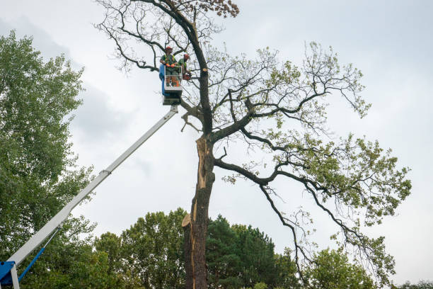 Best Tree Disease Treatment  in Fox Point, WI