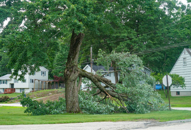 Best Leaf Removal  in Fox Point, WI