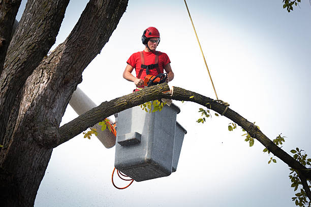 Best Aeration Services  in Fox Point, WI