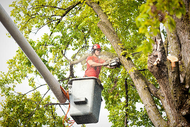 Best Tree Risk Assessment  in Fox Point, WI