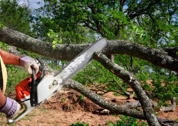 Best Tree and Shrub Care  in Fox Point, WI